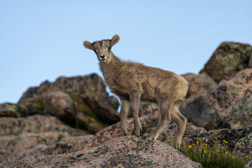 An Adorable Bighorn Sheep Lamb Posing for a Photo on a Colorado Mountain