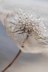 A fluffy dandelion with drops of water hung in the air © Mariia