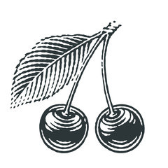 Cherries and cherry tree's branch composition set. Hand drawn engraving style illustrations.