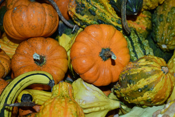 pumpkins and gourds