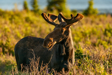 A Bull Moose and Growing Velvet Antlers in Colorado's High Country