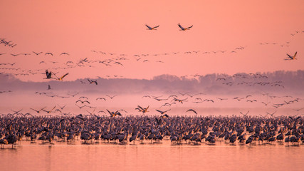 Beautiful photography of a huge flock of birds. Common Cranes (Grus grus). Hortobagy National Park....