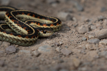 A Common Garter Snake Curled up on the Road in Wyoming