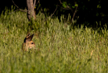 An Adorable Mule Deer Fawn Wading through a Sea of Grass