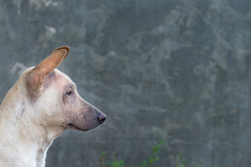 portrait of old white smart dog black nose guarding home turn right and empty space in right on dark grey concrete wall stock photo