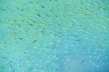 A lot of small fish in the under water.