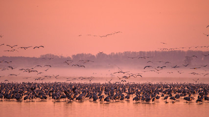 Beautiful photography of a huge flock of birds. Common Cranes (rus grus).