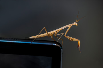 walking stick, insect from greece