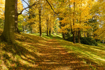 Fototapeta premium Autumn forest scenery with road of fall leaves & warm light illumining the gold foliage. Footpath in scene autumn forest nature. Vivid october day in colorful forest, maple autumn trees road fall way