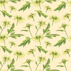 Fototapeta na wymiar Chamomile or Daisy bouquets, yellow flowers. Realistic botanical sketch on white background for design, hand draw illustration in botanical style. Seamless patterns.