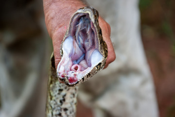 Snake removal