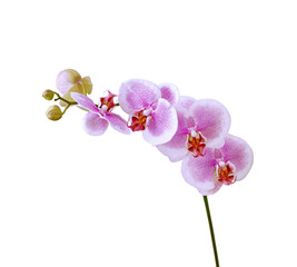 Obraz na płótnie Canvas Beautiful pink orchid isolated on a white background