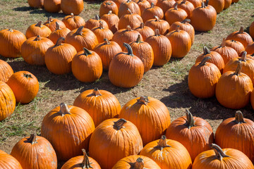 Pumpkin Patch with Orange Pumpkins