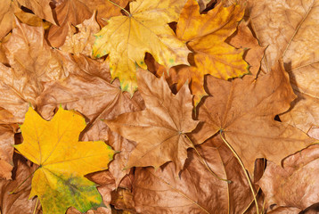 Dry autumn leaves close up