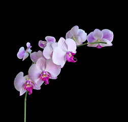 Beautiful pink orchid isolated on a black background