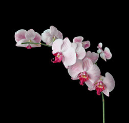 Fototapeta na wymiar Beautiful pink orchid isolated on a black background