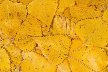 Yellow autumn foliage close up