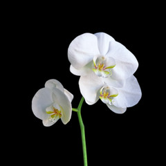 Beautiful white orchid isolated on a black background