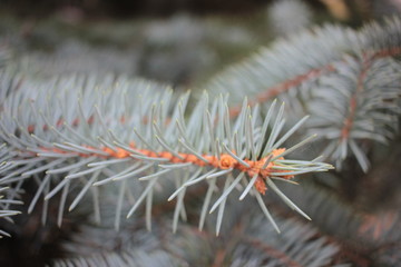 Naklejka na ściany i meble Christmas fir tree branches Background. Close up Christmas pine tree. Copy space