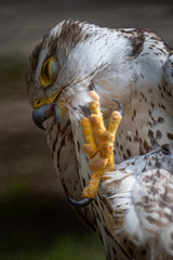 Vögel