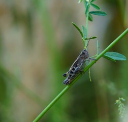 dragonfly on a green leaf