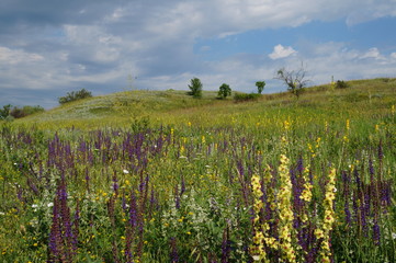 field of yellow flowers