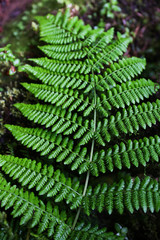 Beautiful landscape sceneries in Azores Portugal. Tropical nature in Sao Miguel Island, Azores. 