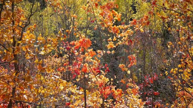 colorful yellow orange red tree leaves fall season