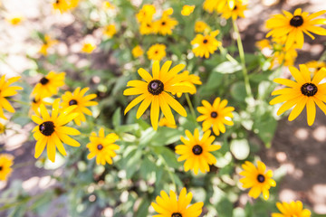  yellow summer flowers