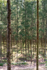 looking through the pine little tree forest and dirt into deep forest stock photo