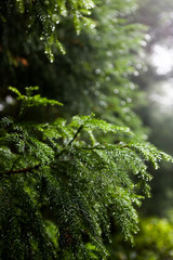 Beautiful landscape sceneries in Azores Portugal. Tropical nature in Sao Miguel Island, Azores. 
