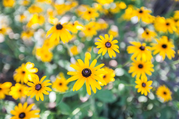 Obraz premium yellow summer flowers