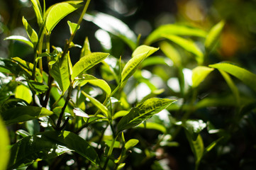 Obraz premium Harvesting tea leaves