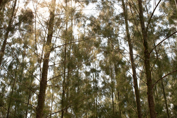 looking up through pine tree with yellow bright light shining through stock photo