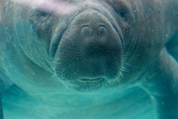 Manatee 