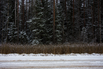 Obraz premium forest in winter