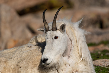 Mountain Goat Close Up in the Rocky Mountain Tundra