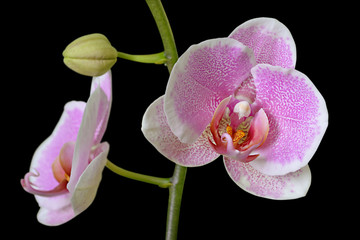 Obraz premium Beautiful pink orchid isolated on a black background