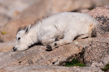 Mountain Goat Kid Lounging in the Sun In the Rocky Mountains of Colorado                       