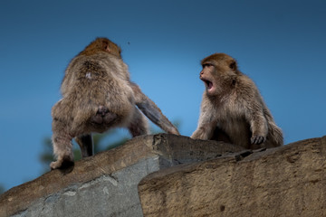 Lustige Berberaffen am schimpfen auf einem Fels