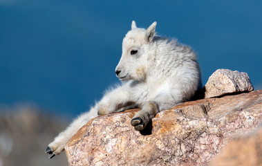 Mountain Goat Kid Lounging In the Rocky Mountains of Colorado