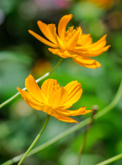 Obraz premium Bright Flowers