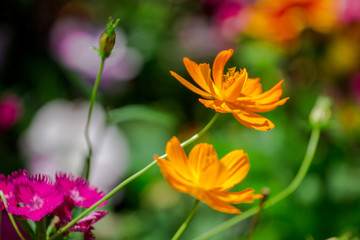 Obraz premium Bright Flowers