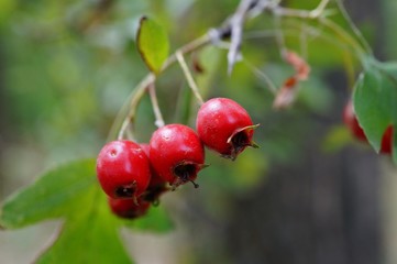 red berries on a bush