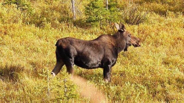 Female cow moose standing in a meadow then looking back