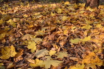 autumn leaves on ground