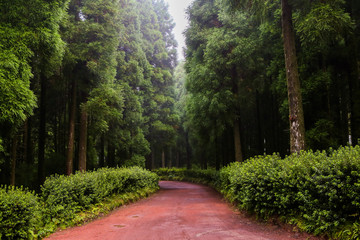 Beautiful landscape sceneries in Azores Portugal. Tropical nature in Sao Miguel Island, Azores. 