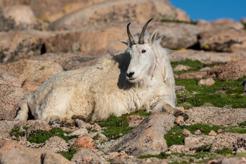 Mountain Goat Lounging on the Rocky Mountain Tundra