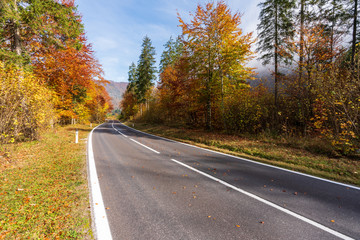 Fototapeta premium Landstraße die durch einen idylischen Wald im Herbst führt