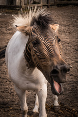 Ein seltenes Tier: das Zebrapferd